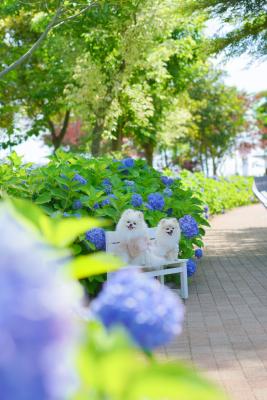 爽やかなブルーの紫陽花