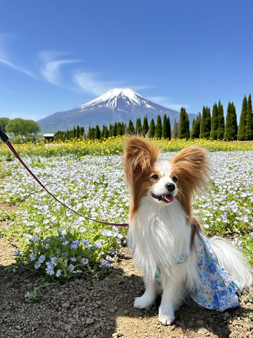 初夏の富士山