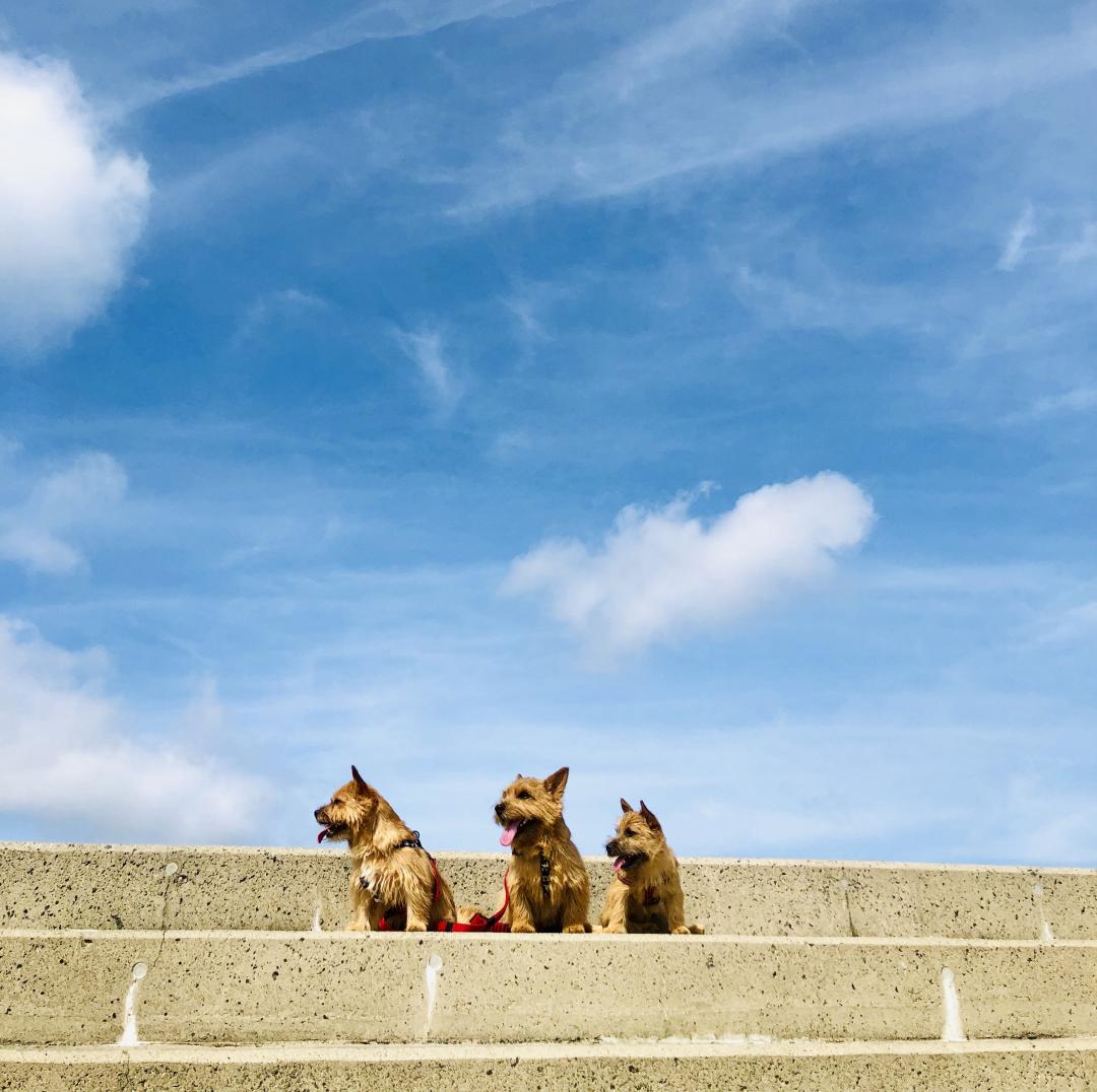 夏の朝