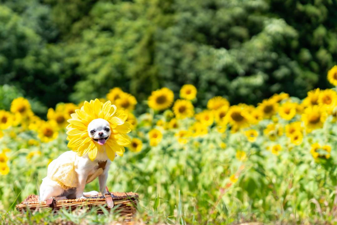 小さな向日葵見ぃつけた