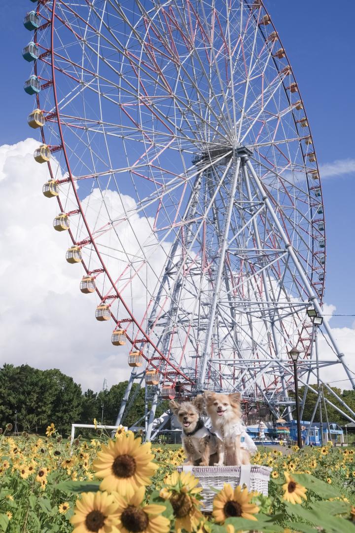 ヒマワリと観覧車と青空