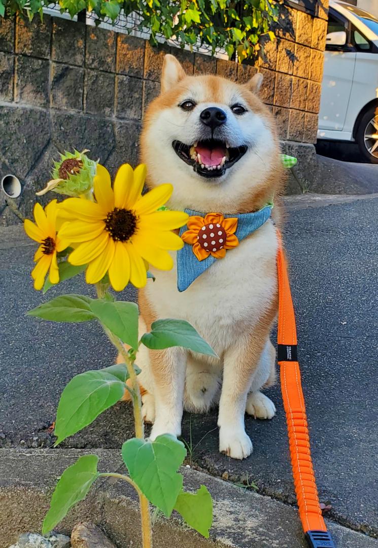 夏のおでかけ