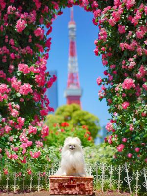 薔薇のアーチから覗く東京タワー