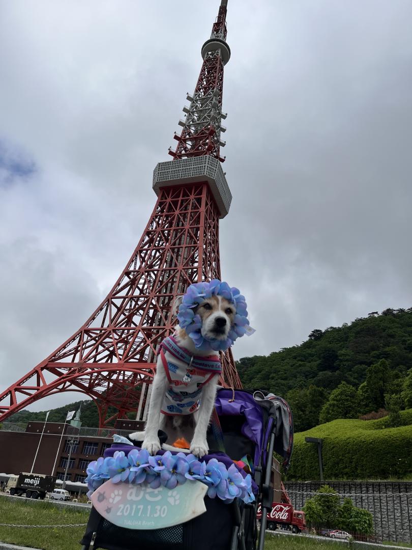 ミニチュア東京タワーとイヌ