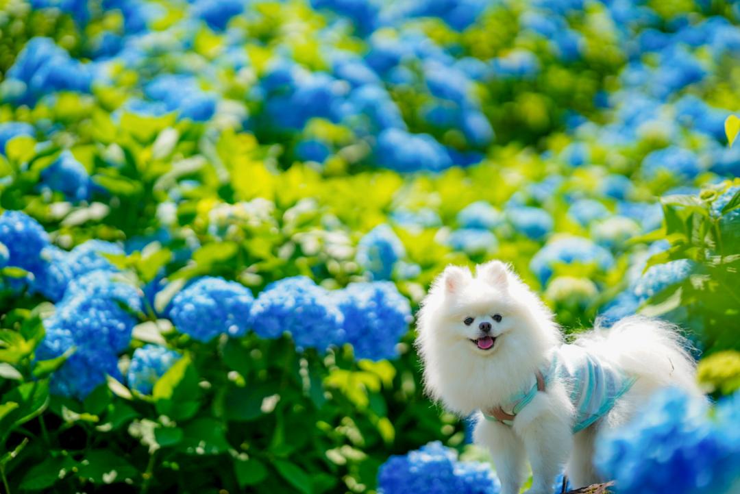 青い紫陽花とイチ