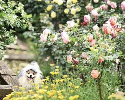 秘密の花園で…