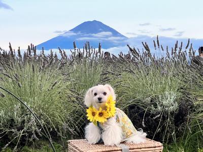 ラベンダー畑と富士山