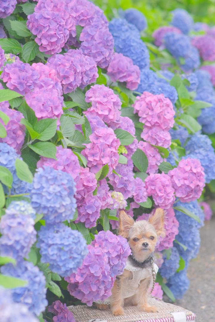 カラフル紫陽花