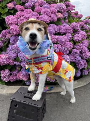 紫陽花と犬