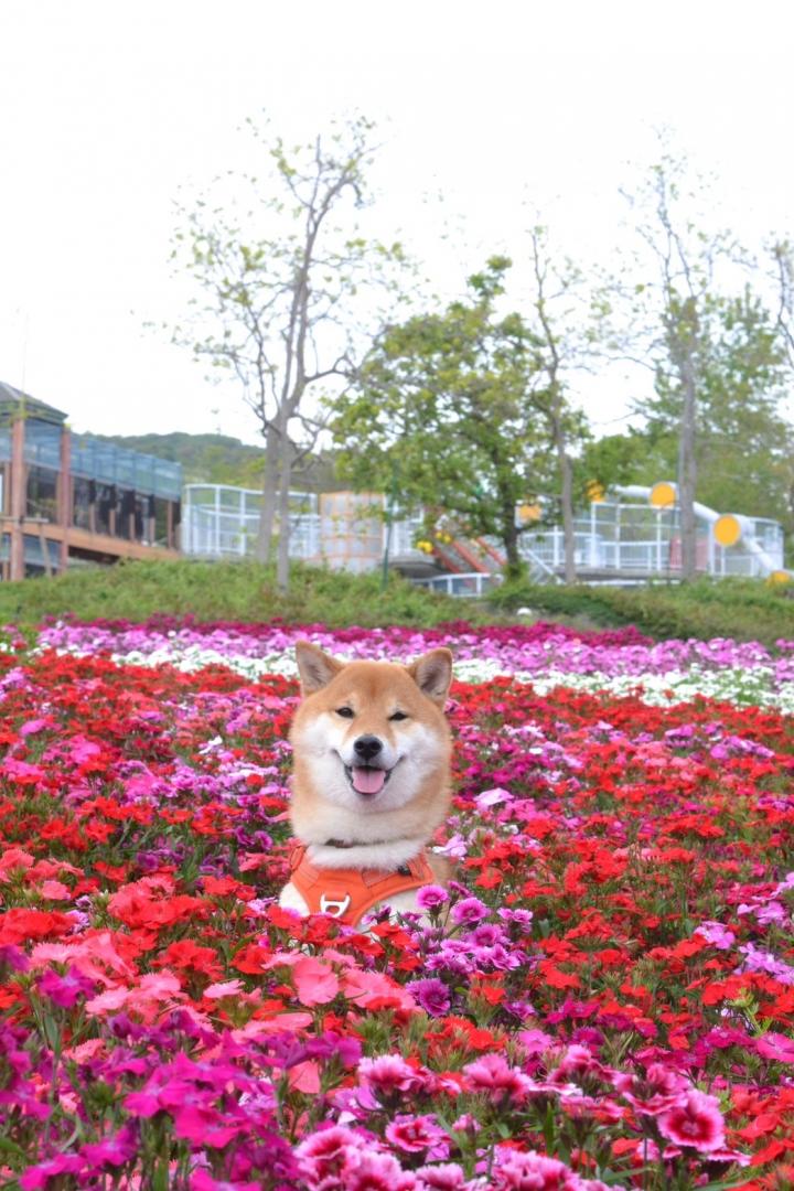 花より柴犬