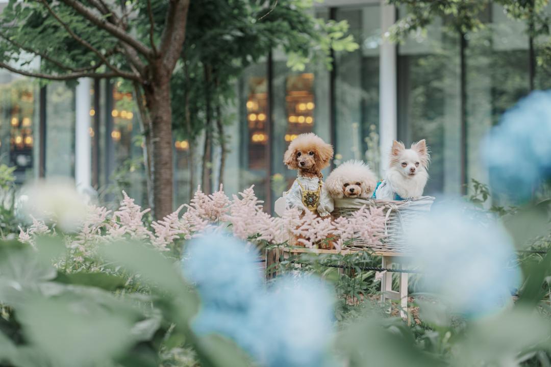 アスチルベと紫陽花