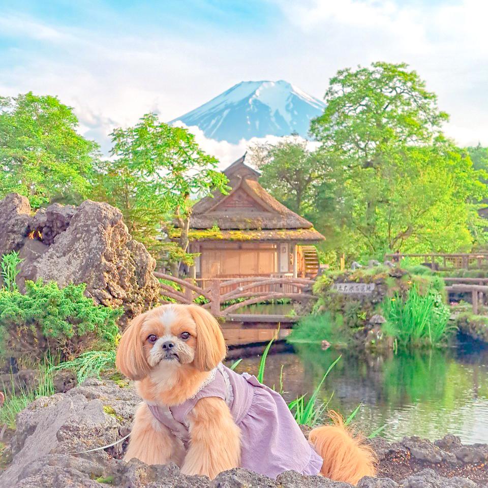 絶景富士山