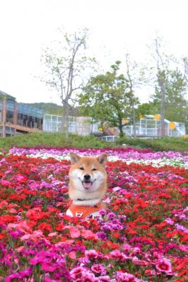 花より柴犬