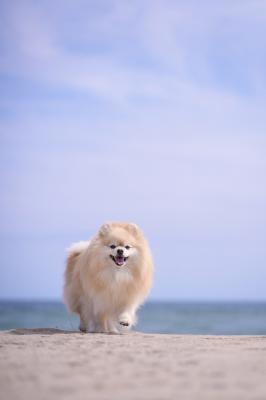 砂浜楽しいなぁ♪