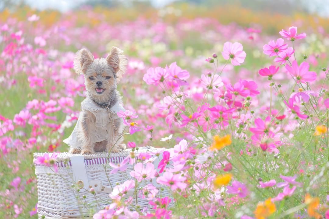 カラフルなコスモスと