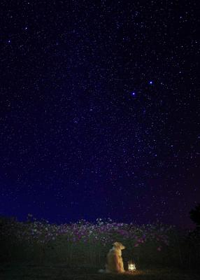 星降る夜のコスモス