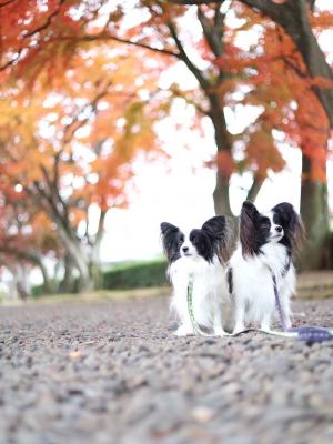 僕たちも紅葉がきになる！