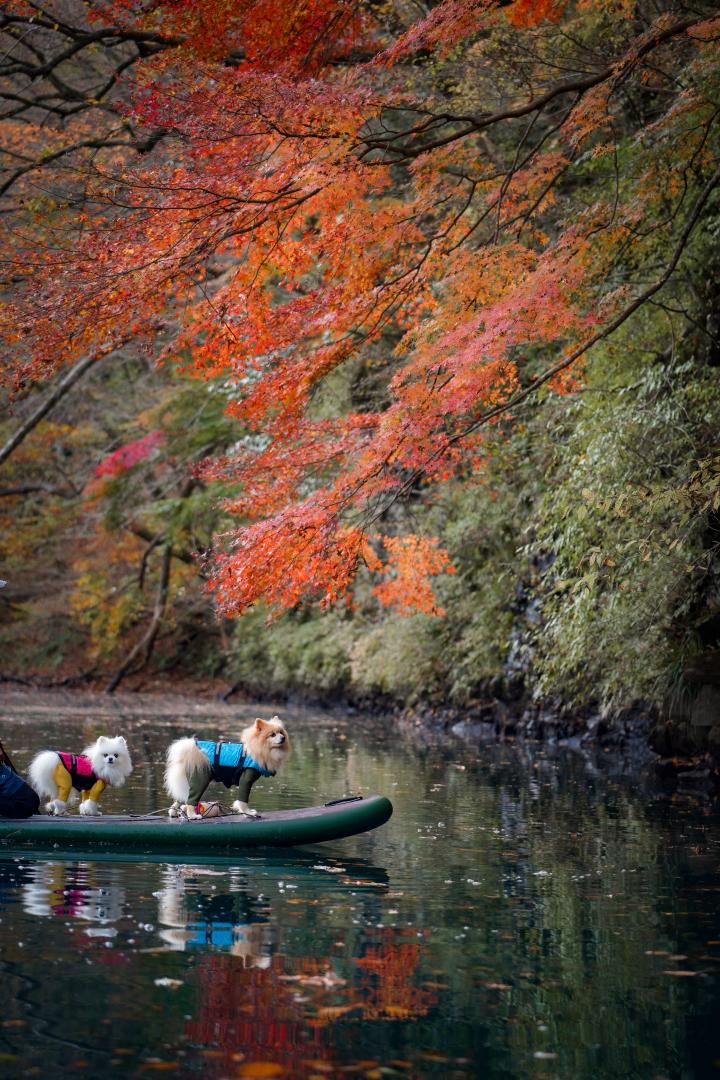 湖上から紅葉狩り