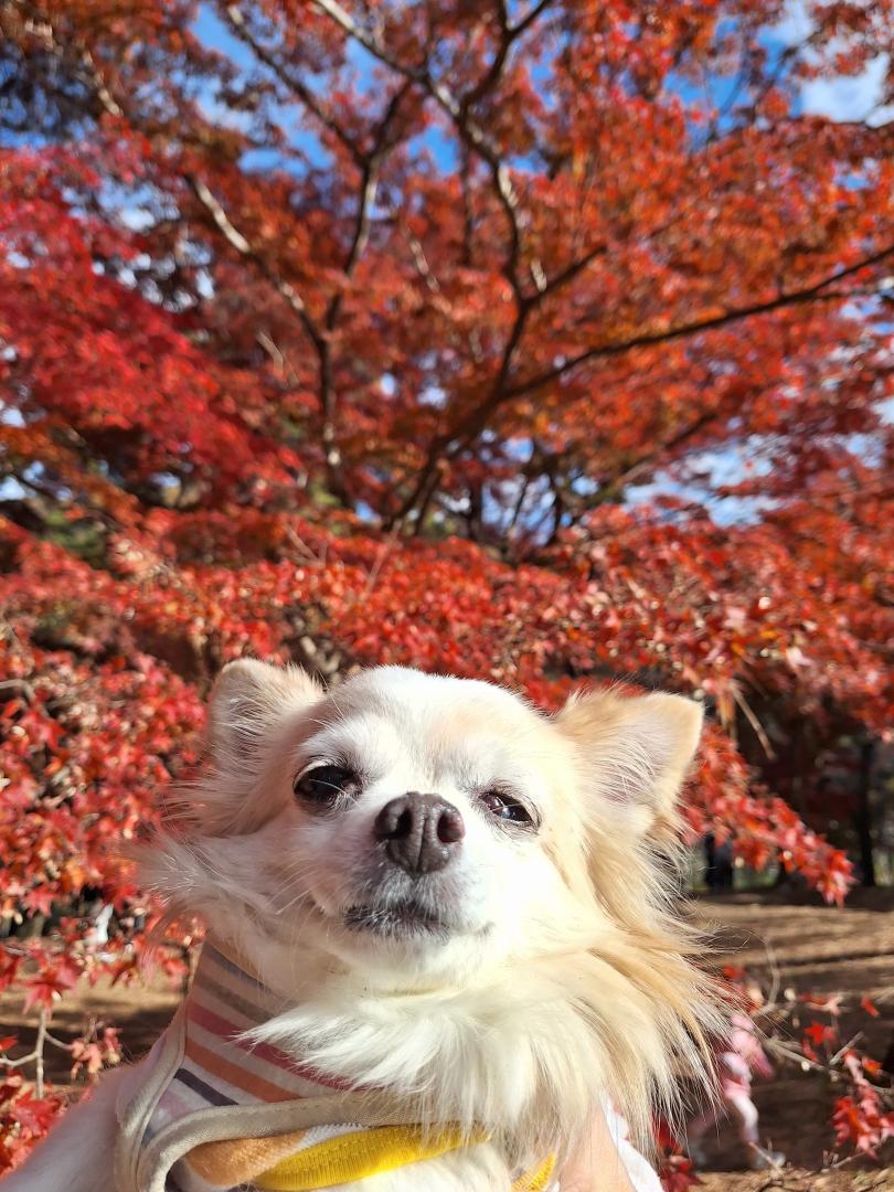 錦秋の日光浴