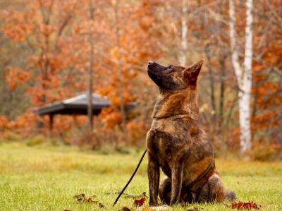 秋の空気を感じる犬