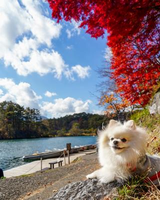 五色沼の紅葉とイチ