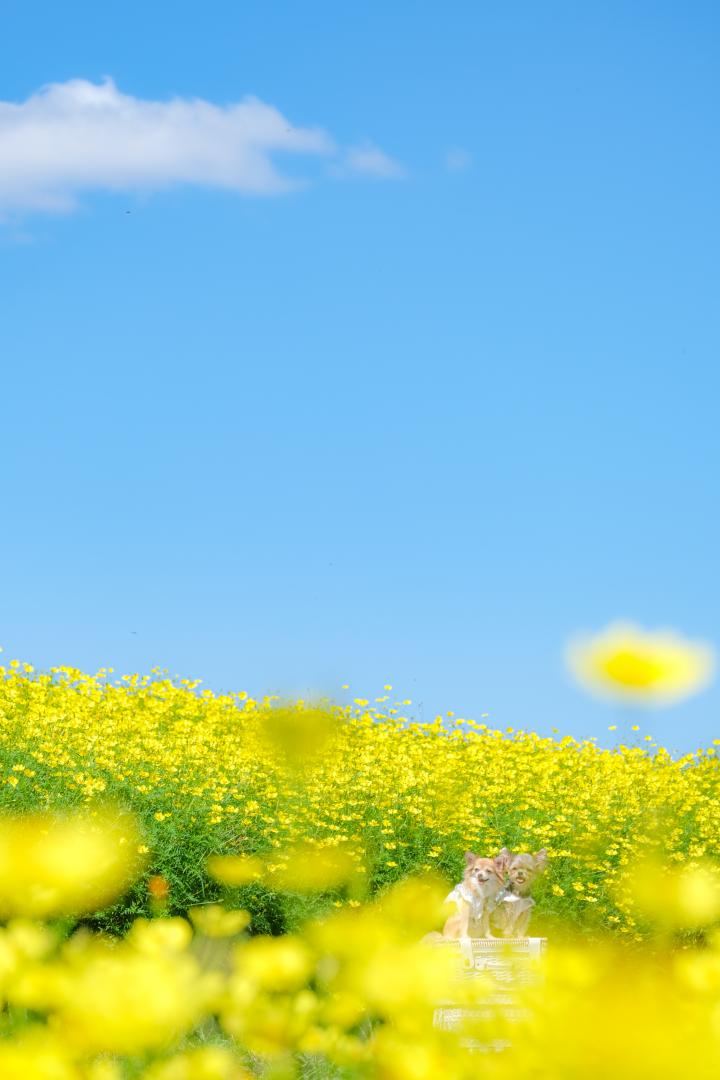 レモンブライトと青空