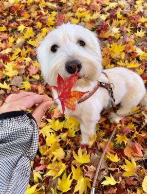 紅葉の絨毯