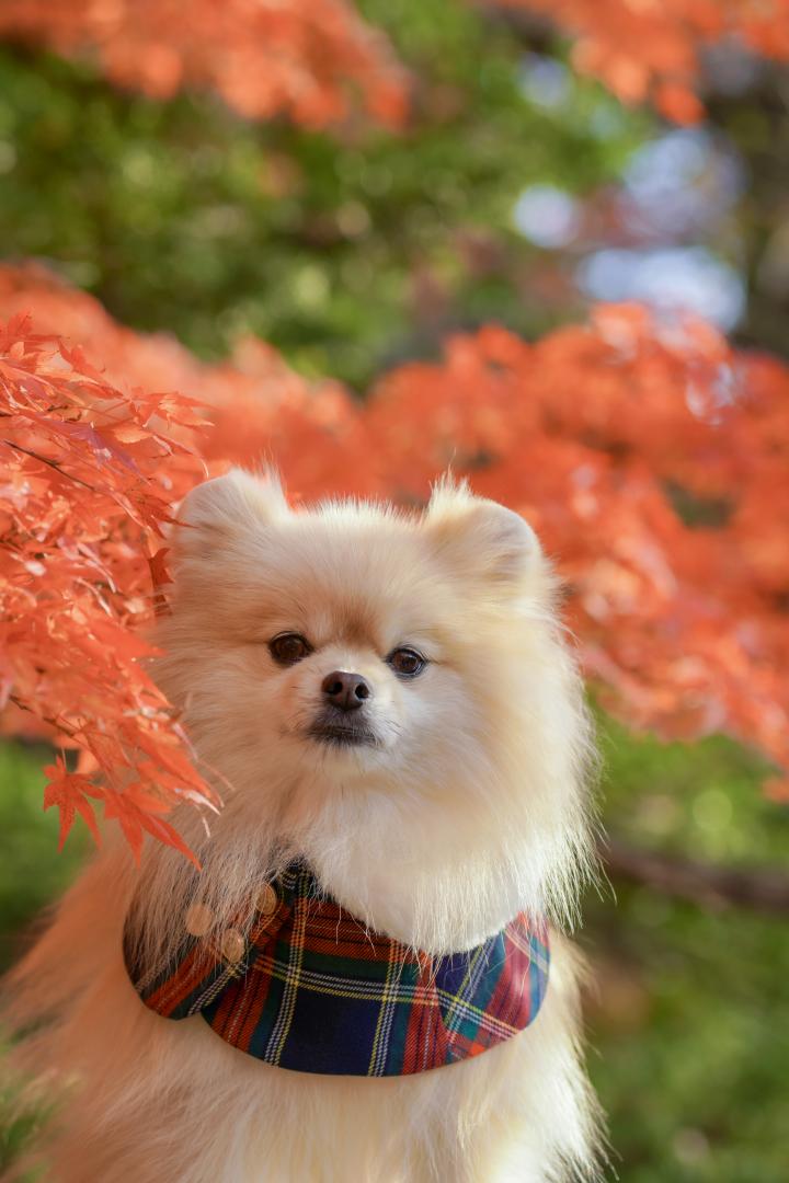 真っ赤な紅葉とノエル