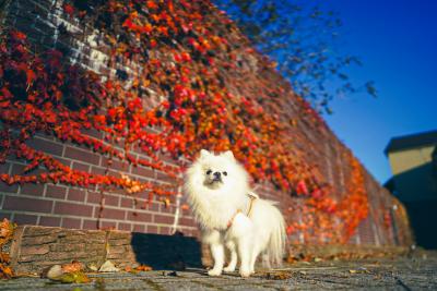 モミジヅタの紅葉とイチ