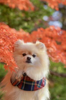 真っ赤な紅葉とノエル