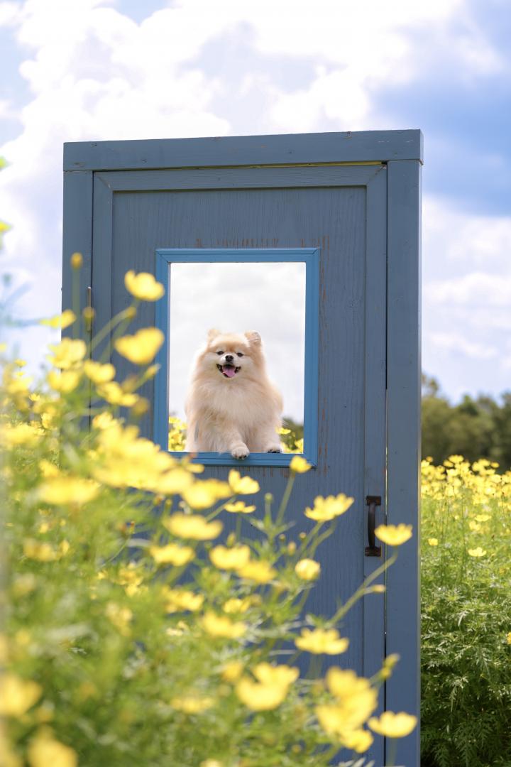 どこでもドアからひょっこり