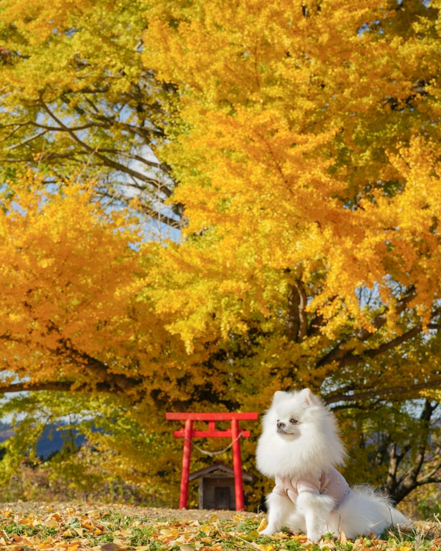 白幡の銀杏とイチ