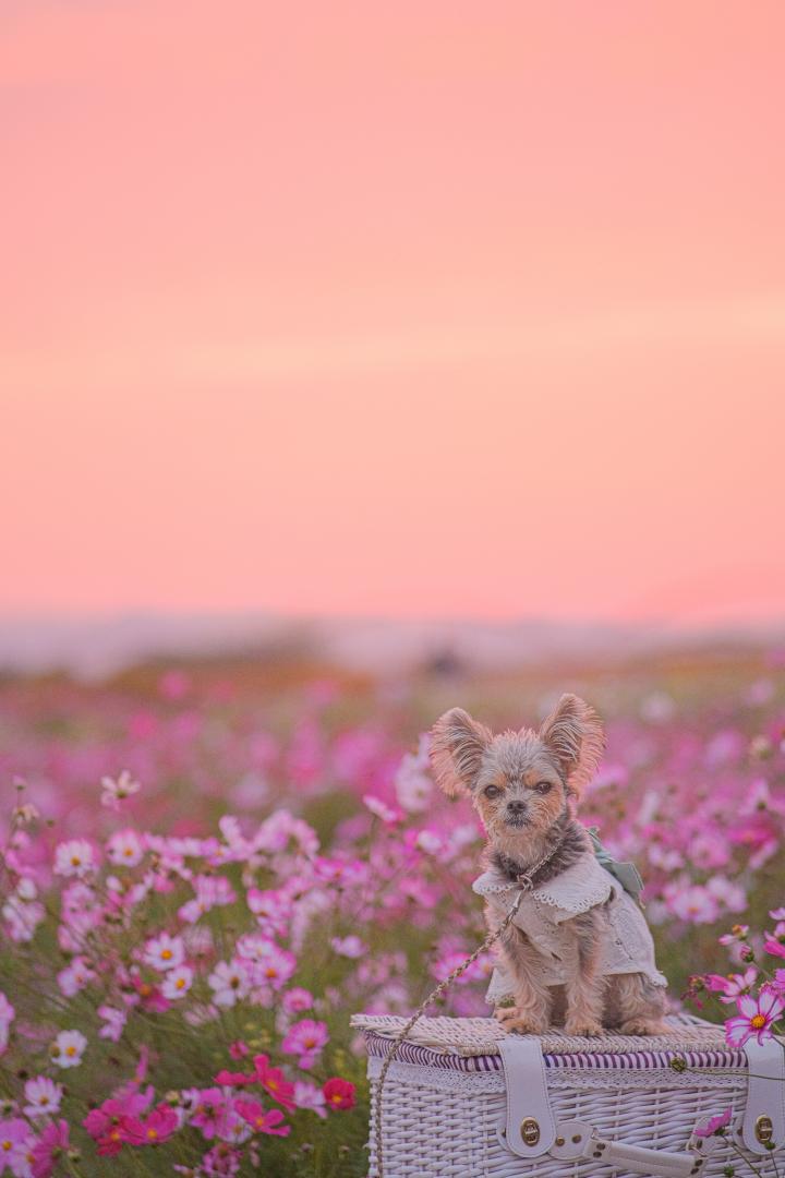 夕焼けに染まるコスモス