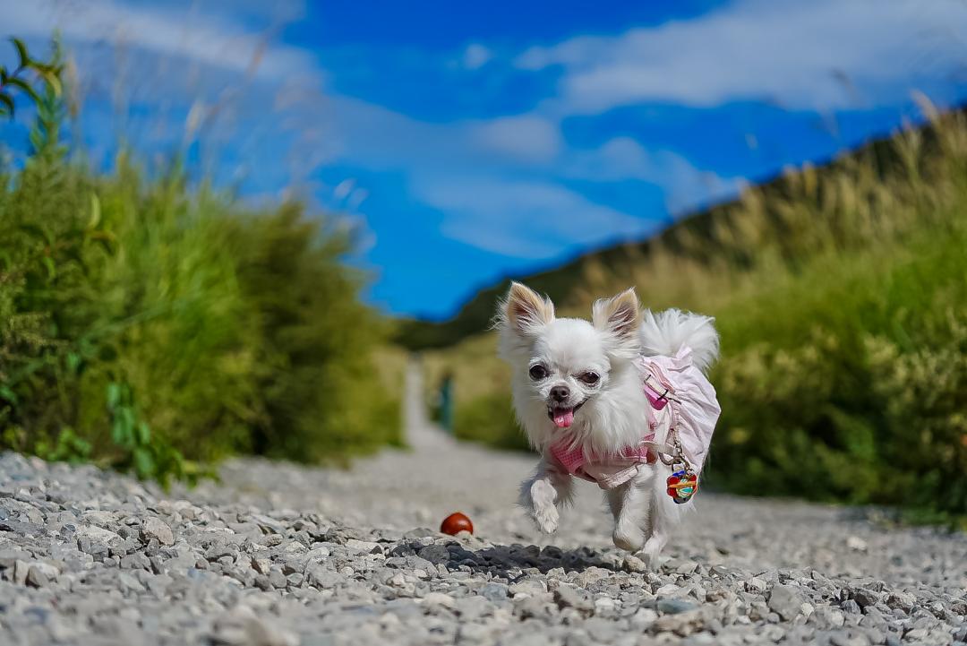 栗見つけてヤッホーイ