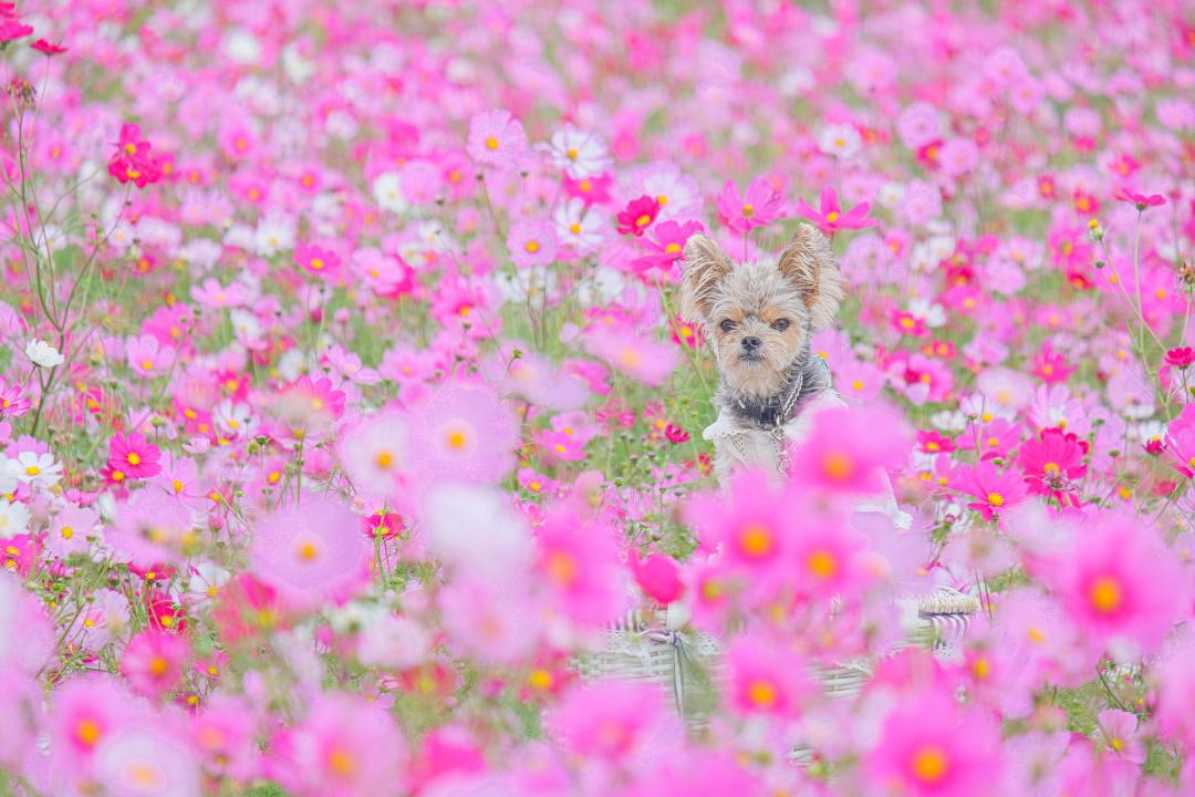 ピンクのコスモスに埋もれて