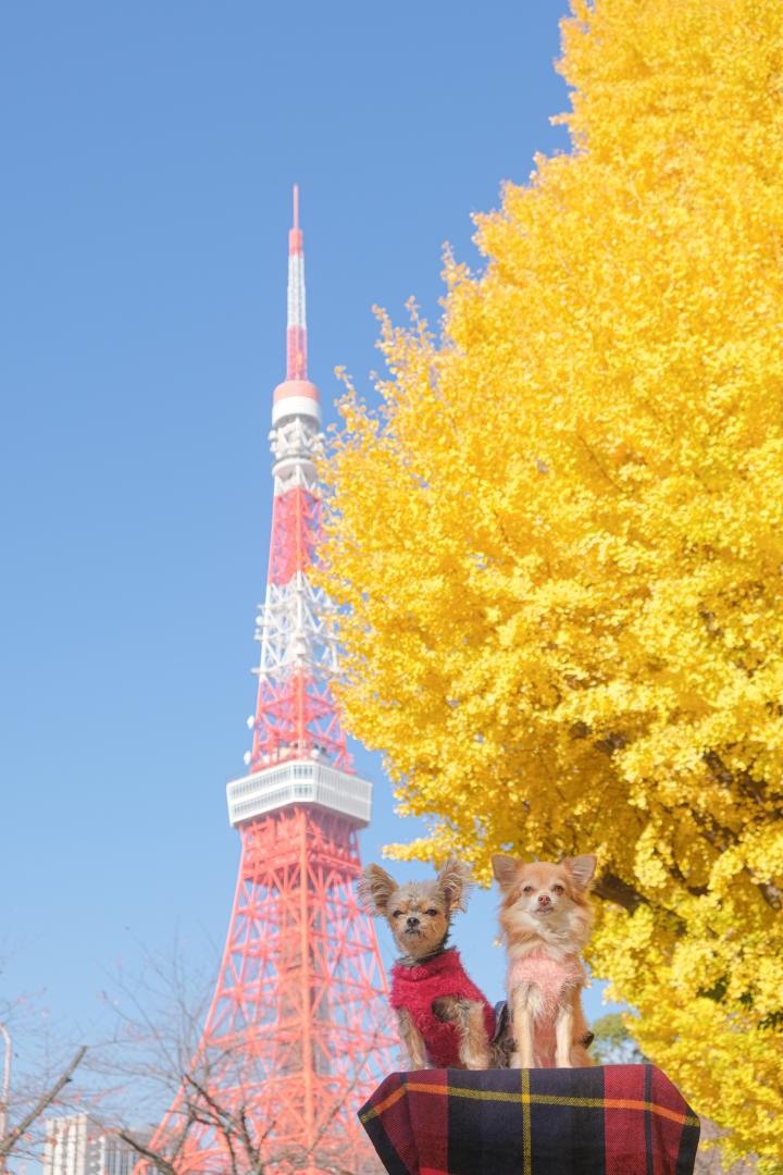 東京タワーと