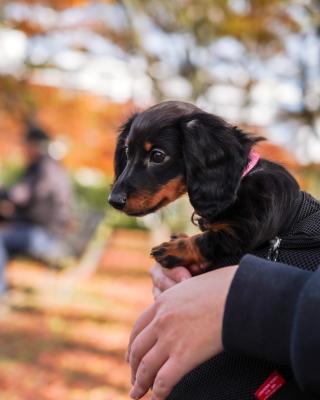 初めての紅葉