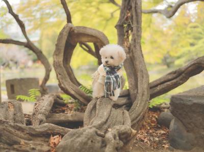 都心の公園へ秋を探しに