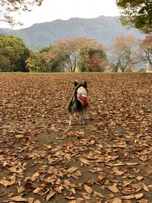 紅葉の絨毯と凛々しい後ろ姿