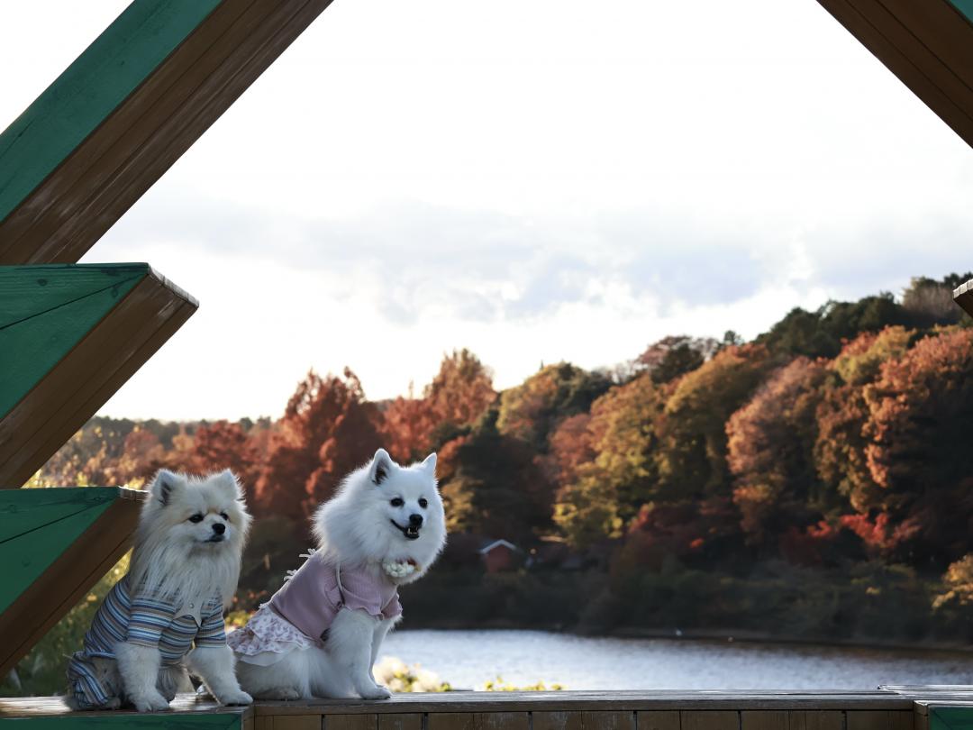 大好きな彼女と宮沢湖の紅葉