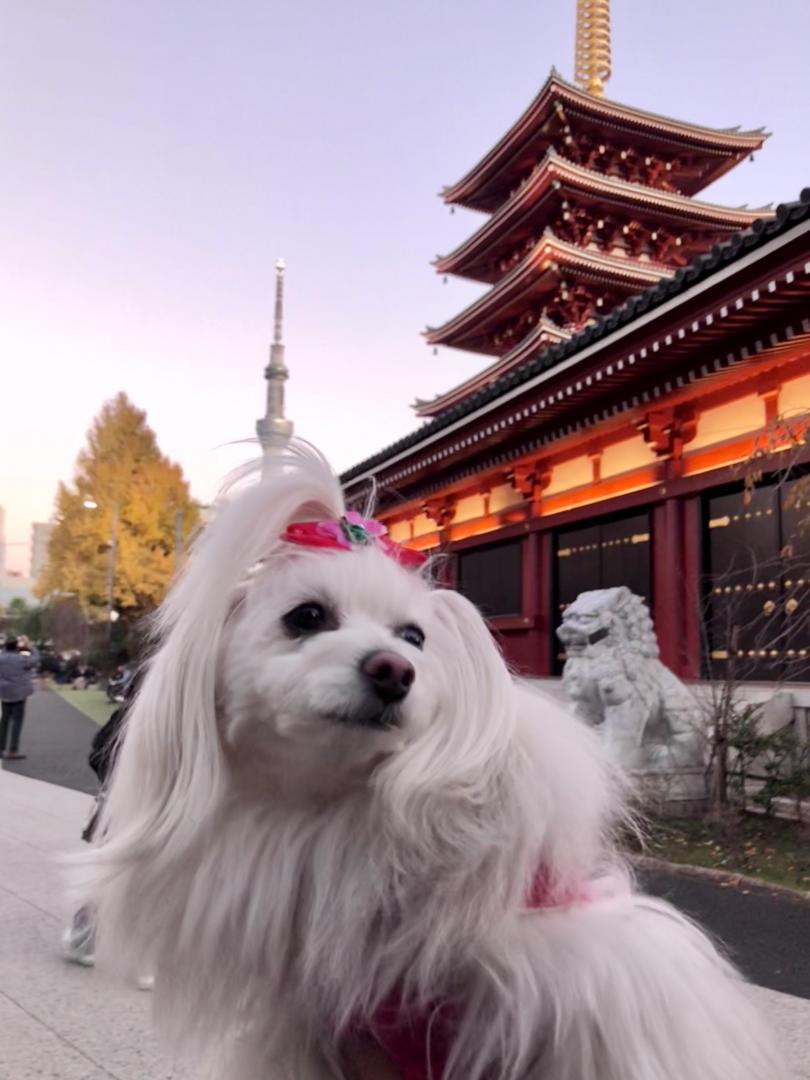 夕暮れの浅草寺