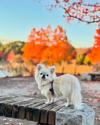 紅葉おさんぽ