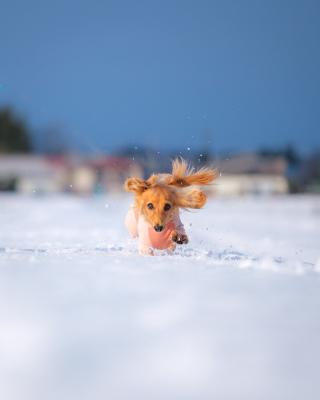 雪上を駆け抜ける