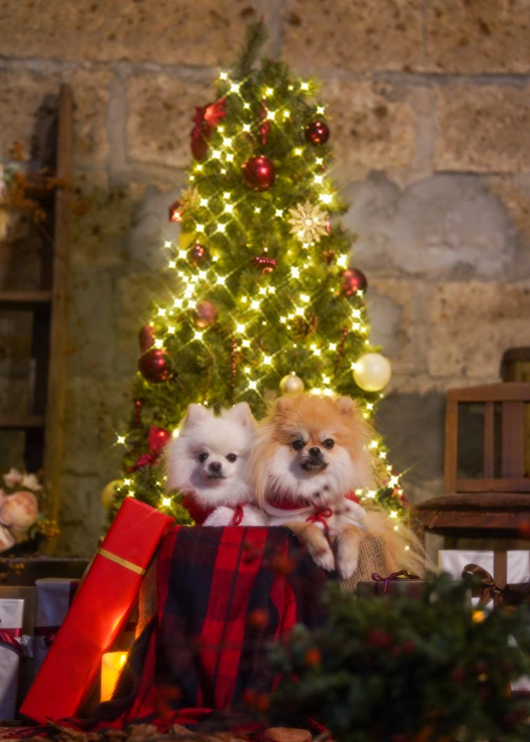 クリスマスツリーとイチとコッペ