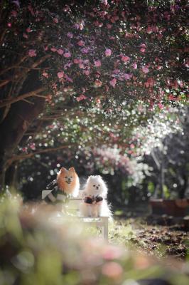 山茶花満開