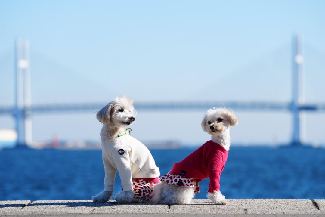 冬の青空と海～横浜編～