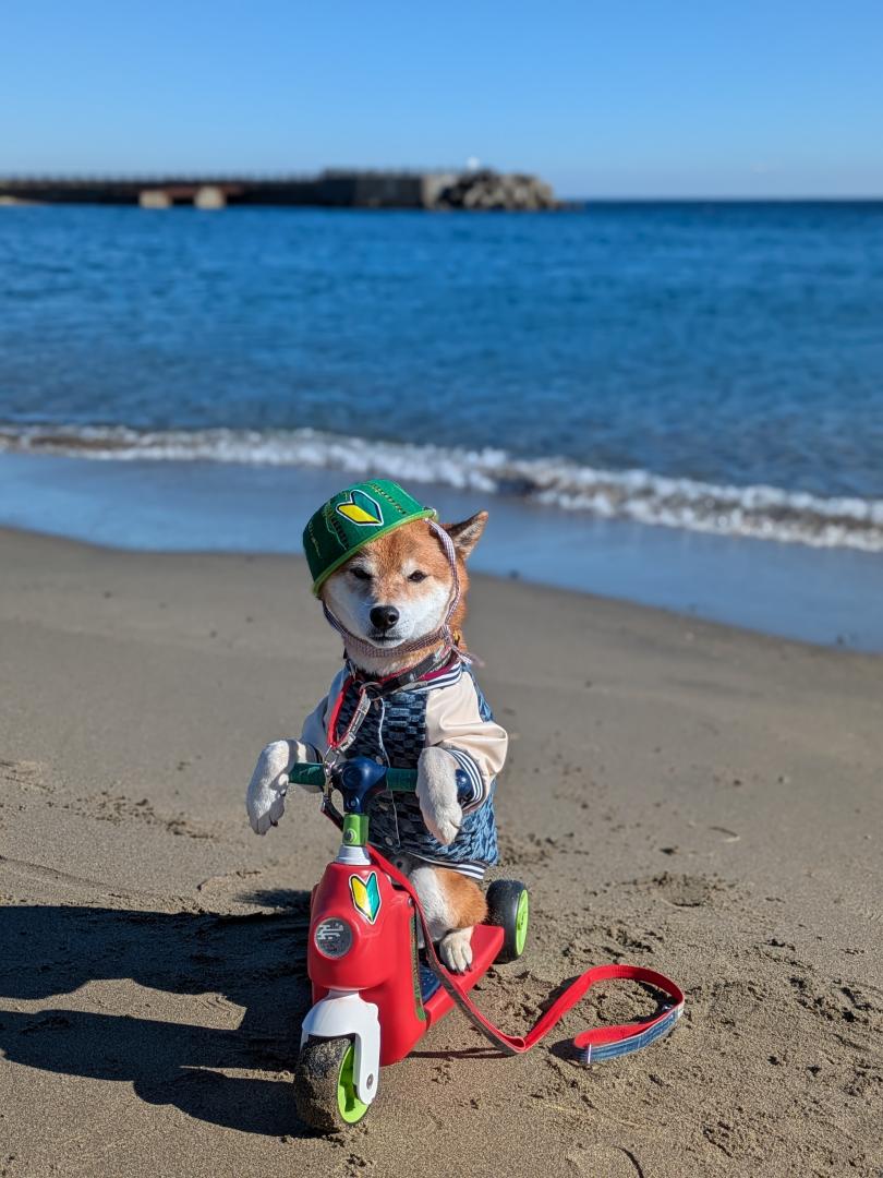 柴犬ライダー海に