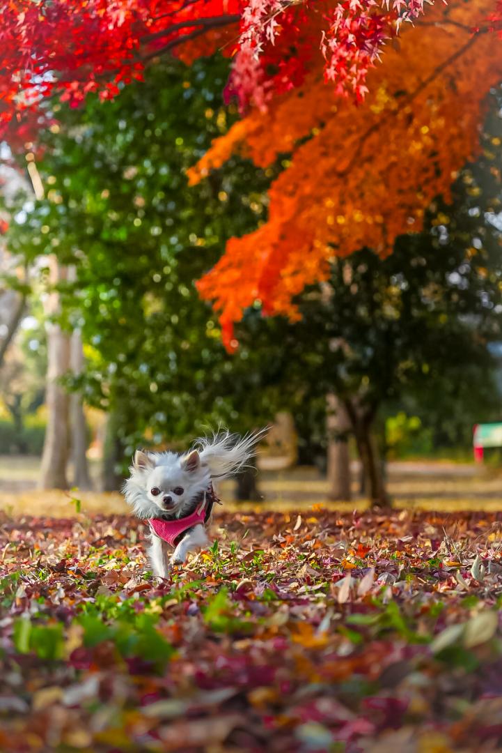 紅葉の絨毯カサカサ駆け抜ける