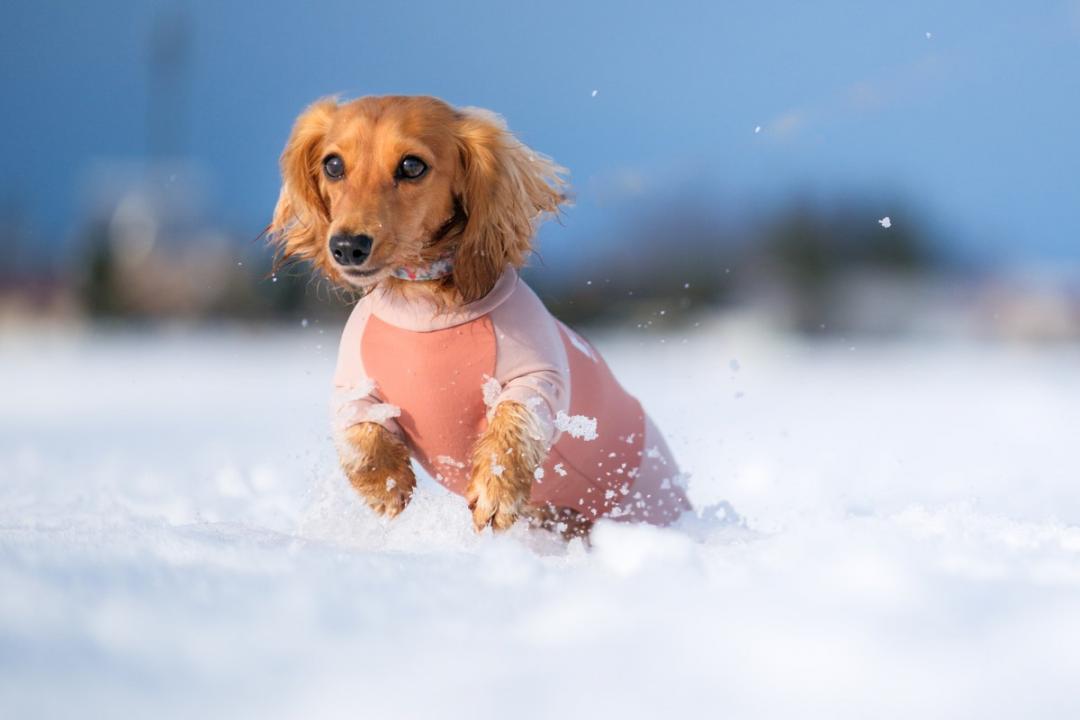 雪の中からこんにちは！