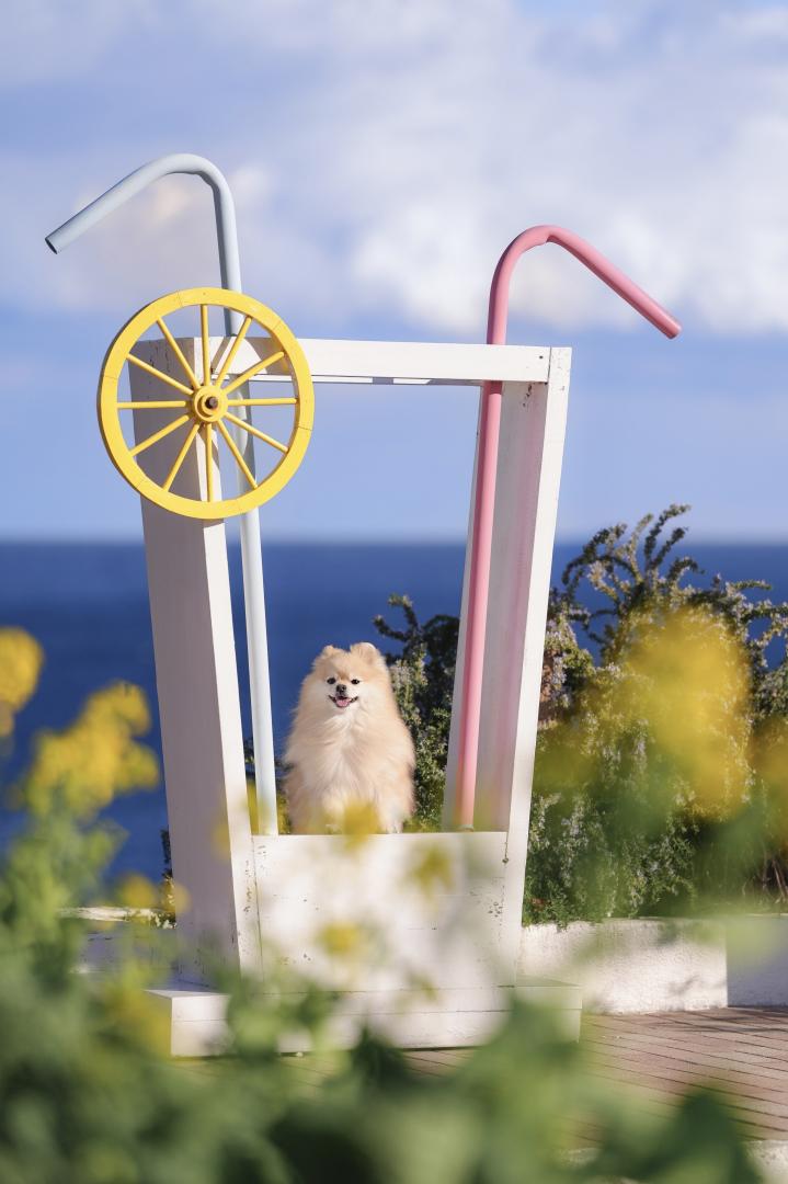 海のドリンクと菜の花